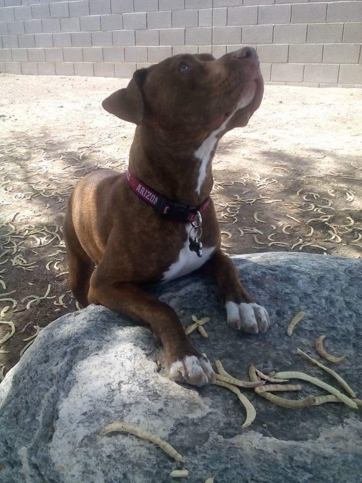 Readers pet photos